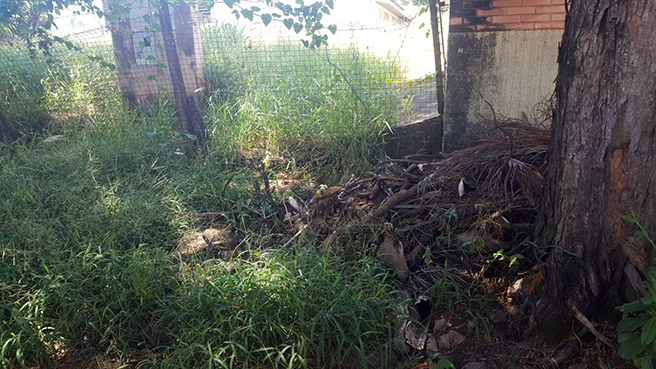 Calçada escoteiros