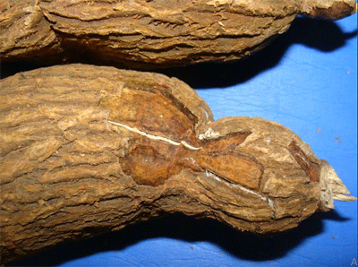 Couro-de-sapo