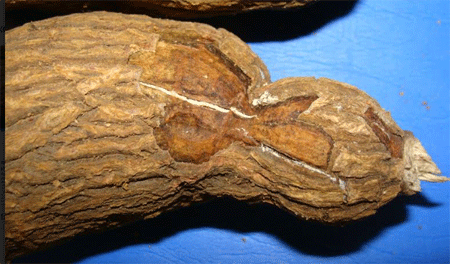 Doença-da-mandioca
